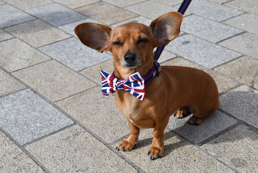 The London (and UK) Dogs Wooferendum March to Parliament, London. OCTOBER 7th 2018 PUBLICATIONxINxGERxSUIxAUTxHUNxONLY SLIx183549