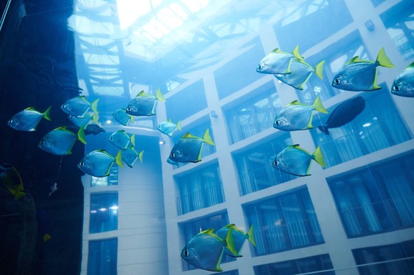 ARCHIV - 01.06.2022, Berlin: Ein Schwarm von Silberflossenbl�ttern schwimmt im AquaDom des Sea Life. Das riesige Aquarium in einem Hotel ist in der Nacht zum 16.12.2022 leck geschlagen.�Wasser str�mte ...