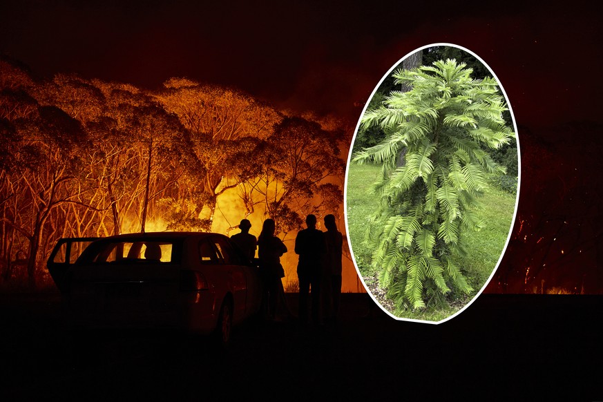 LAKE TABOURIE, AUSTRALIA - JANUARY 04: Residents look on as flames burn through bush on January 04, 2020 in Lake Tabourie, Australia. A state of emergency has been declared across NSW with dangerous f ...