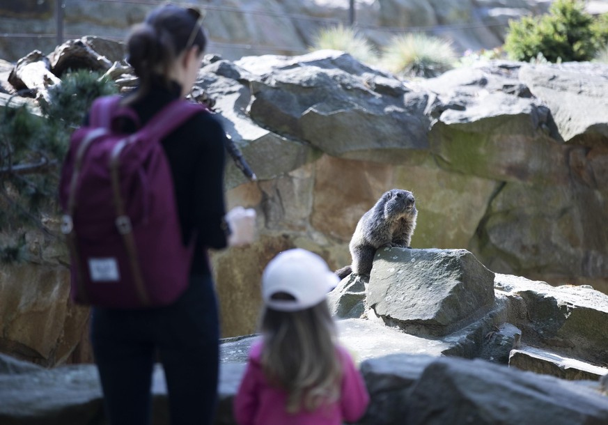 Zoos sollen wieder öffnen dürfen. Dann können sich die Besucher wieder an den Murmeltieren im Berliner Zoo erfreuen.