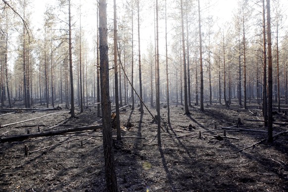 The burned trunks of trees are seen after a major forest fire in Angra, Ljusdal municipality, Sweden, Sunday July 22, 2018. Sweden is fighting its most serious wildfires in decades — including blazes  ...