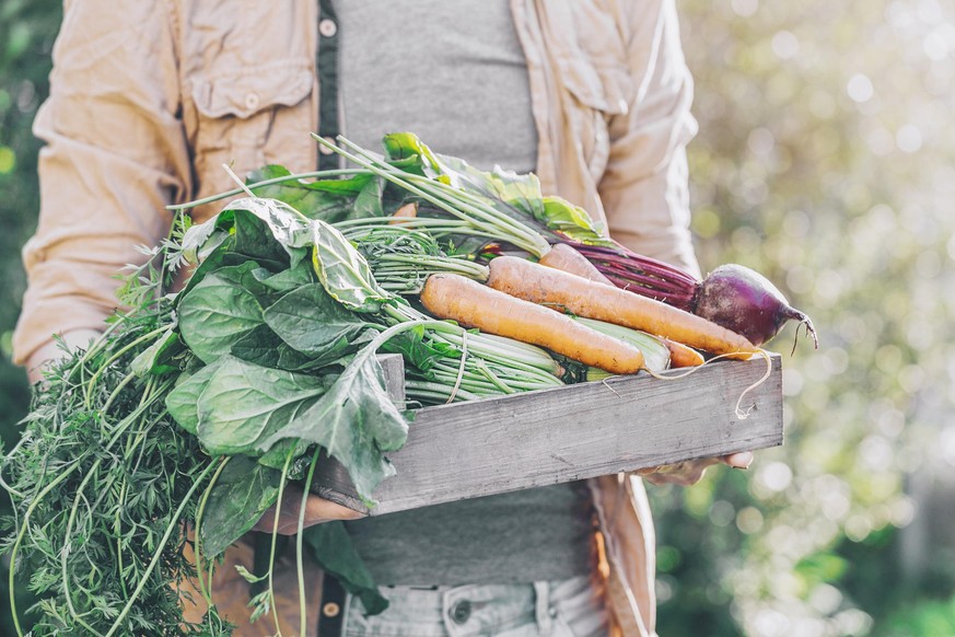 Closeup of Man Farmer Holding Fresh Ripe Vegetables in Wooden Box in Garden DayLight Healthy Life Autumn Spring Harvest Concept Horizontal Copy Space