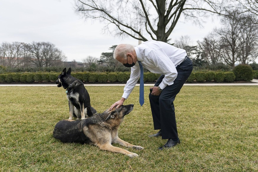 United States of America: U.S President Joe Biden plays with his dogs Major and Champ on the South Lawn of the White House January 25, 2021 in Washington, DC. Washington United States of America - ZUM ...