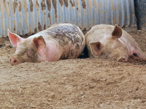 Zwei Schweine auf einem Biohof in Niedersachsen.