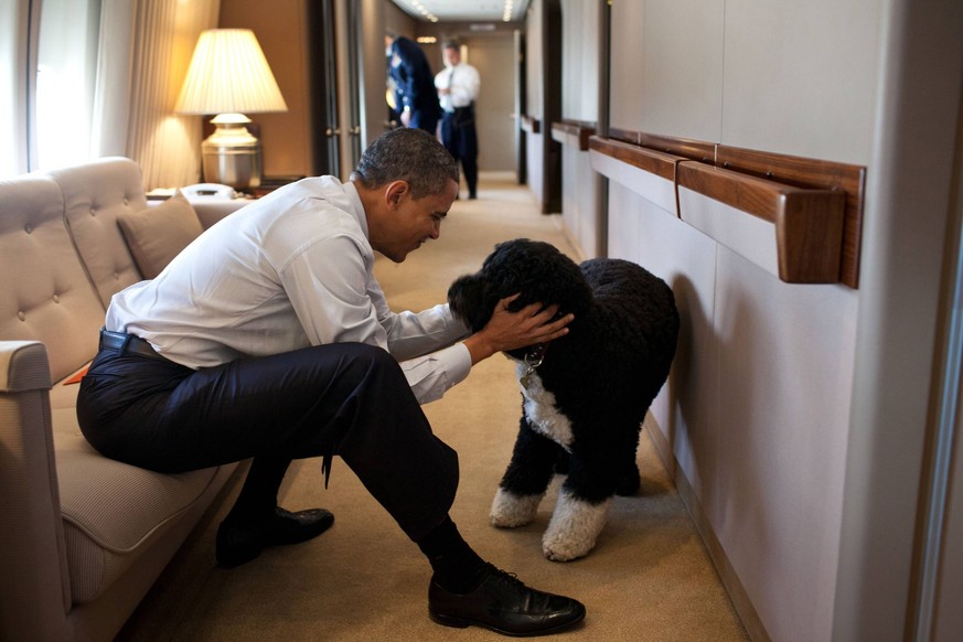 President Barack Obama plays with Bo, aboard Air Force One during a flight to Hawaii. Dec. 23, 2011. BSLOC2015343 For usage credit please use The White House PUBLICATIONxINxGERxSUIxAUTxONLY Copyright: ...