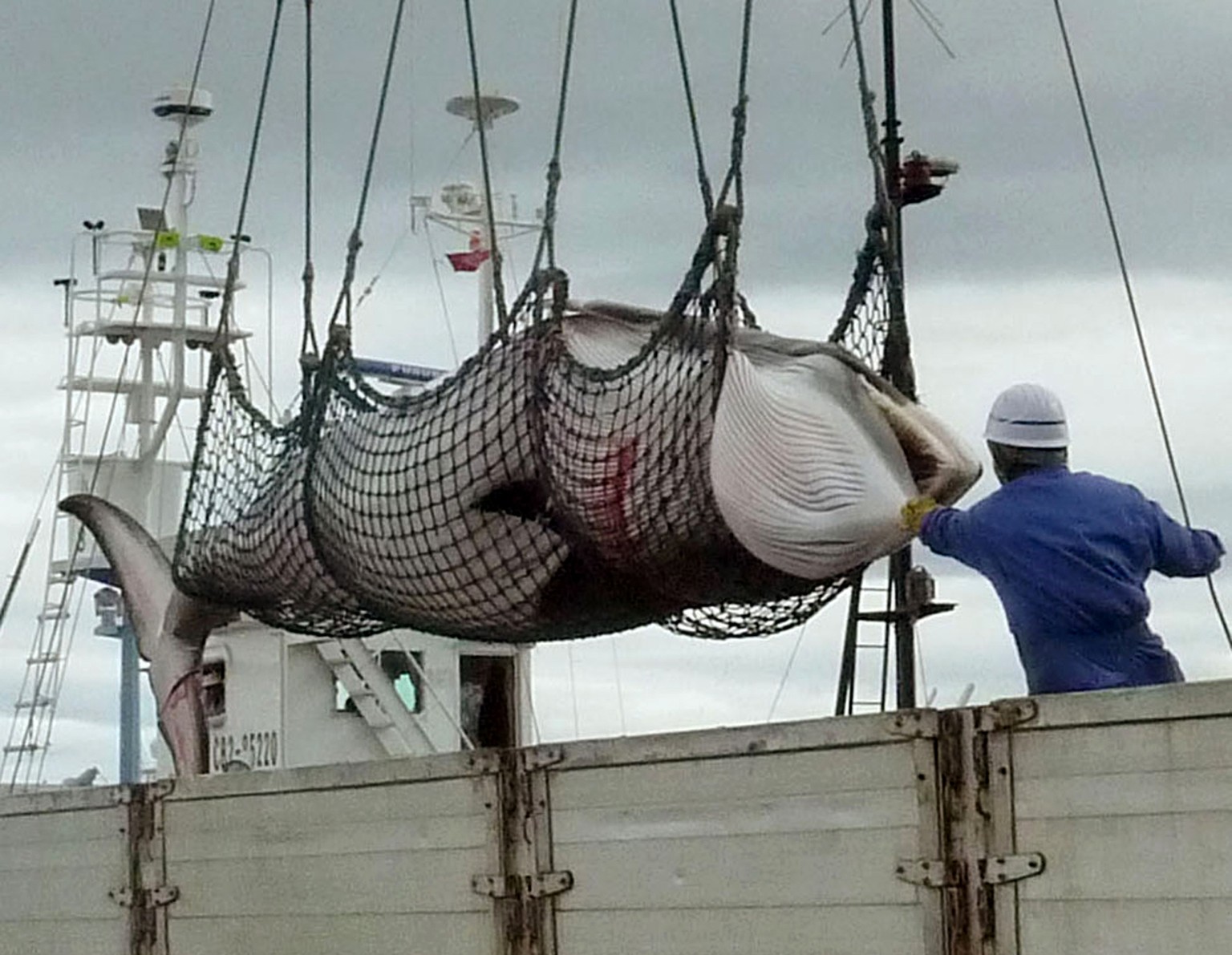 Ein Zwergwal wird auf ein Schiff gehievt.