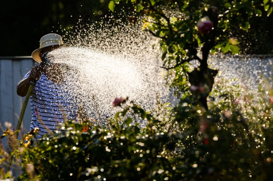 Die hohen Temperaturen trocknen die Böden aus, viele Pflanzen kommen an kein Grundwasser mehr.