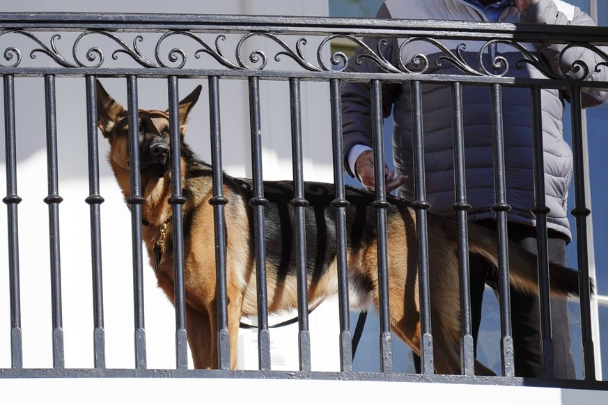 FILE - President Joe Biden&#039;s dog Commander looks out from the balcony during a pardoning ceremony for the national Thanksgiving turkeys at the White House in Washington, Nov. 21, 2022. Secret Ser ...