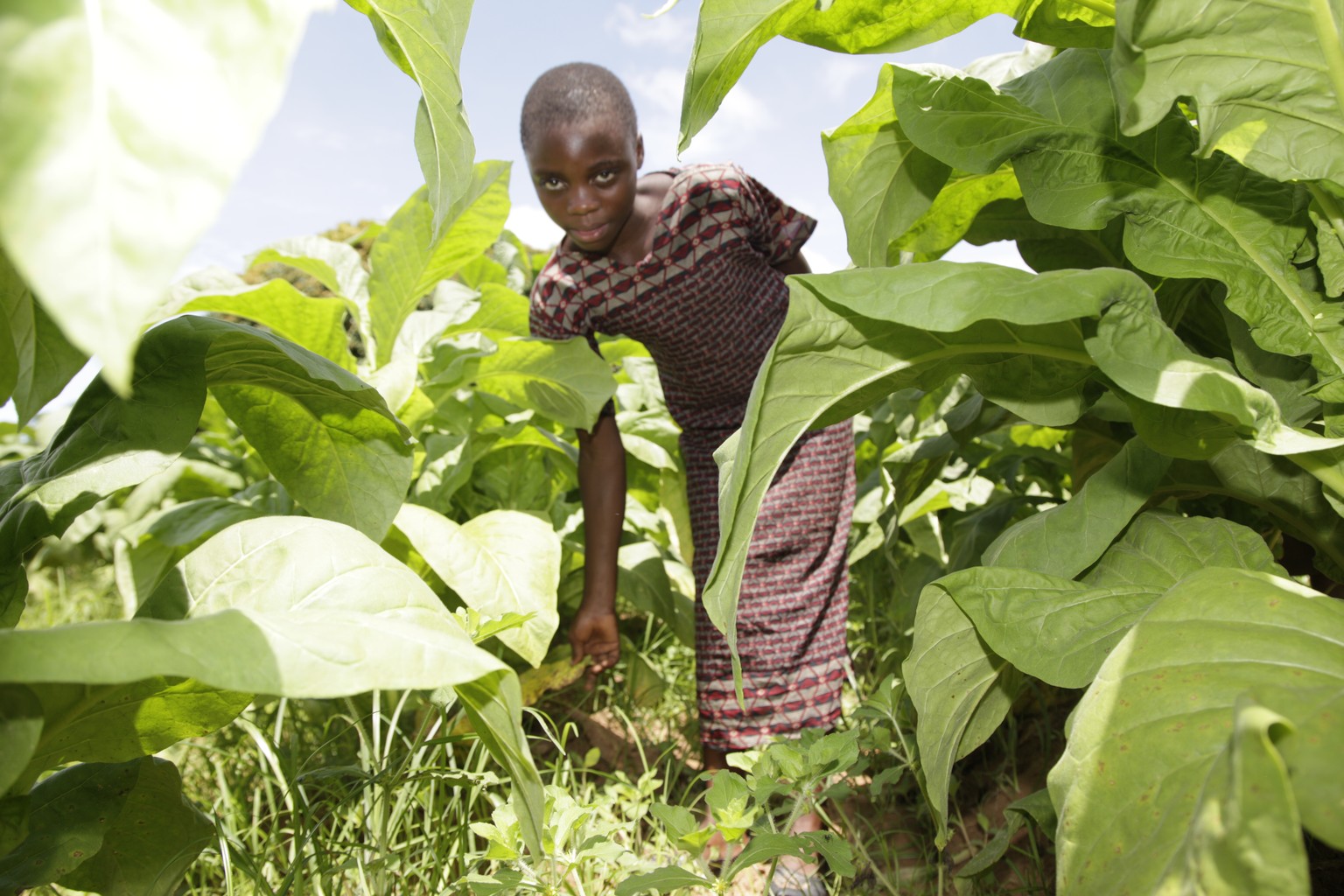 Archivbild von 2016: Ein Mädchen arbeitet auf einer Tabakplantage in Sambia.