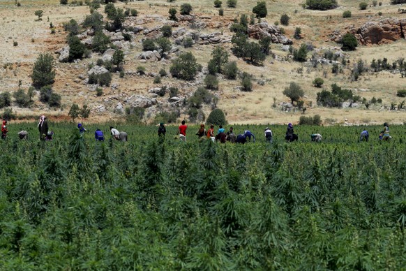 In this Monday, July 23, 2018, photo, masked workers remove dirt and dry leaves in a cannabis field in the village of Yammoune, 25 kilometers (about 15 miles) northwest of the town of Baalbek in the B ...