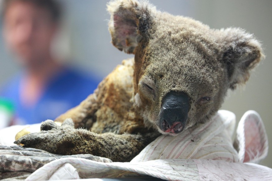 PORT MACQUARIE, AUSTRALIA - NOVEMBER 19: An injured koala receives treatment after its rescue from a bushfire at the Port Macquarie Koala Hospital on November 19, 2019 in Port Macquarie, Australia. PU ...