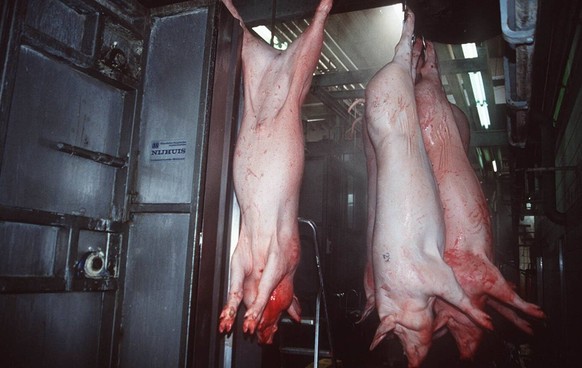 Bildnummer: 56831882 Datum: 01.04.1996 Copyright: imago/teutopress
Thema: Fleisch / Schlachthof (Schweineschlachtung) 04/96 mo Lebensmittel Industrie Fleisch Tier Schwein Schlachtung Featurefoto quer  ...