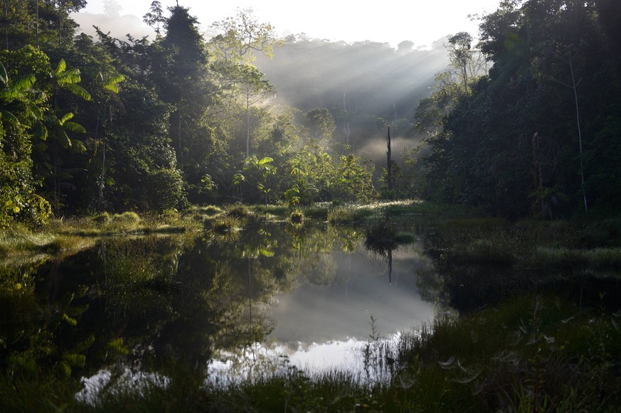 Brazil, Para, Amazon rainforest, pond in the morning PUBLICATIONxINxGERxSUIxAUTxHUNxONLY FLKF000664

Brazil PARA Amazon RAINFOREST Pond in The Morning PUBLICATIONxINxGERxSUIxAUTxHUNxONLY FLKF000664