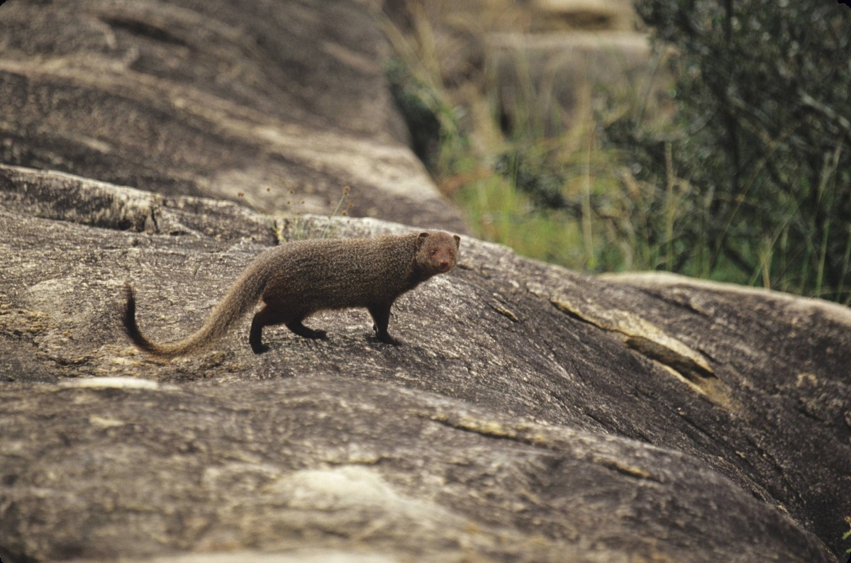 Rotbrauner Mungo Herpestes smithii Red-brown mongoose Herpestes smithii Copyright: imageBROKER/SunbirdxImages iblmup13612817.jpg Bitte beachten Sie die gesetzlichen Bestimmungen des deutschen Urheberr ...