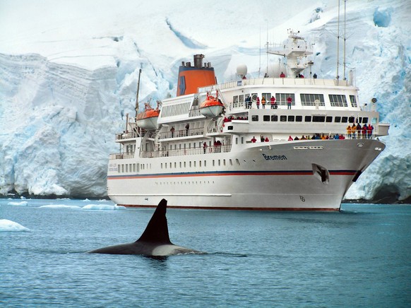 Die Aufnahme aus dem Jahr 2008 zeigt einen Orca der vor der "MS Bremen" entlang schwimmt: Das Expeditionsschiff unternimmt Reisen zum Süd- und Nordpol.