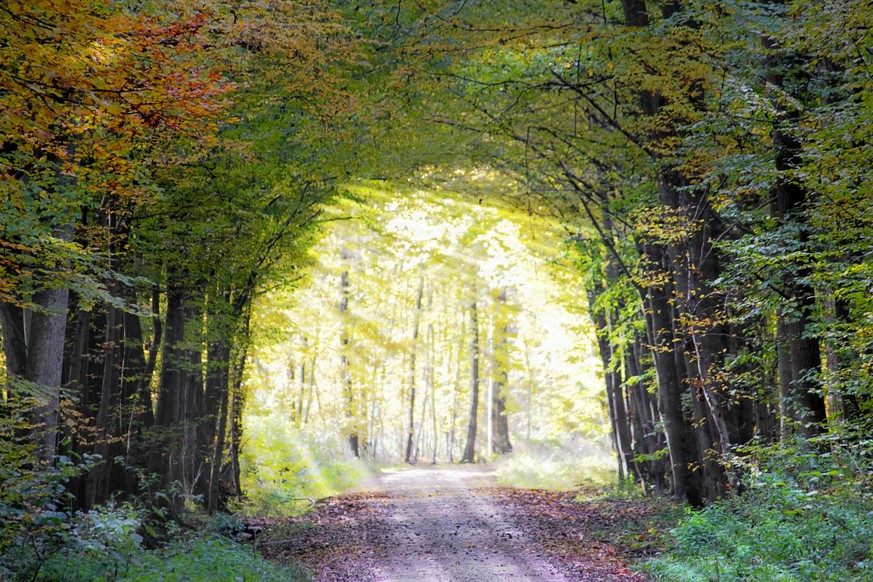 Weg und Waldlichtung mit Sonnenstrahlen, Deutschland, Baden-Wuerttemberg, Ortenau, Offenburg path and forest glade with sunrays , Germany, Baden-Wuerttemberg, Ortenau, Offenburg BLWS427415 Copyright:  ...