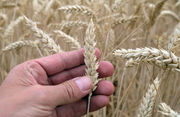 ARCHIV - 06.07.2018, Sachsen, Arzberg: Erntereifer Weizen auf einem Feld in Nordsachsen. Th�ringische und s�chsische Landwirte haben eine zunehmende Regulierung bei der Produktion von Saatgut beklagt. ...