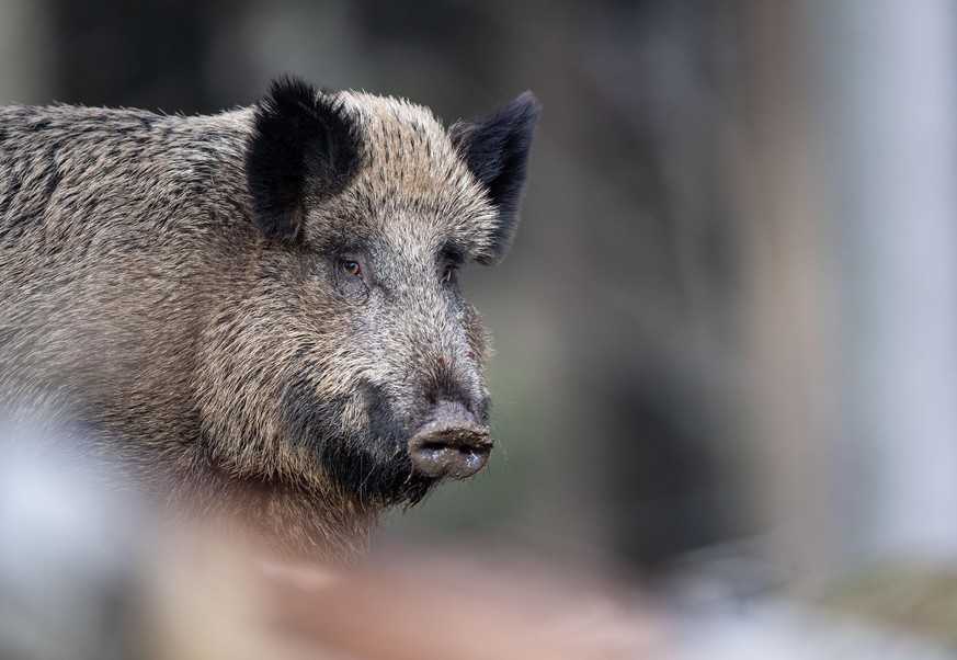 ARCHIV - 03.03.2019, Bayern, Neusch