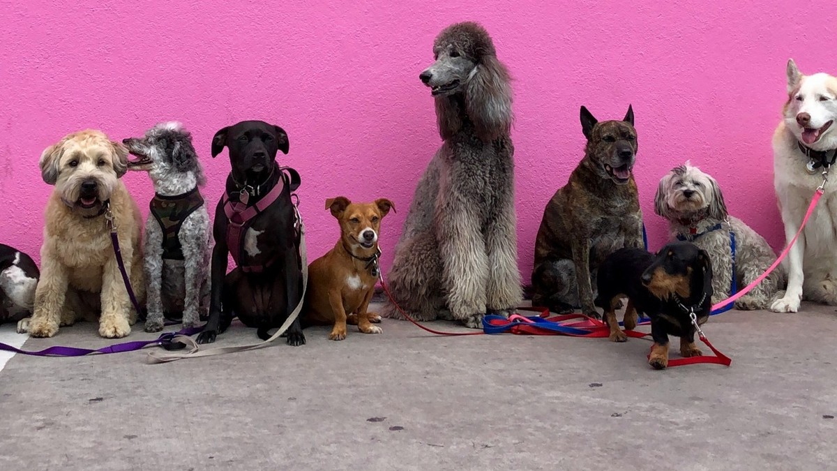Hunde