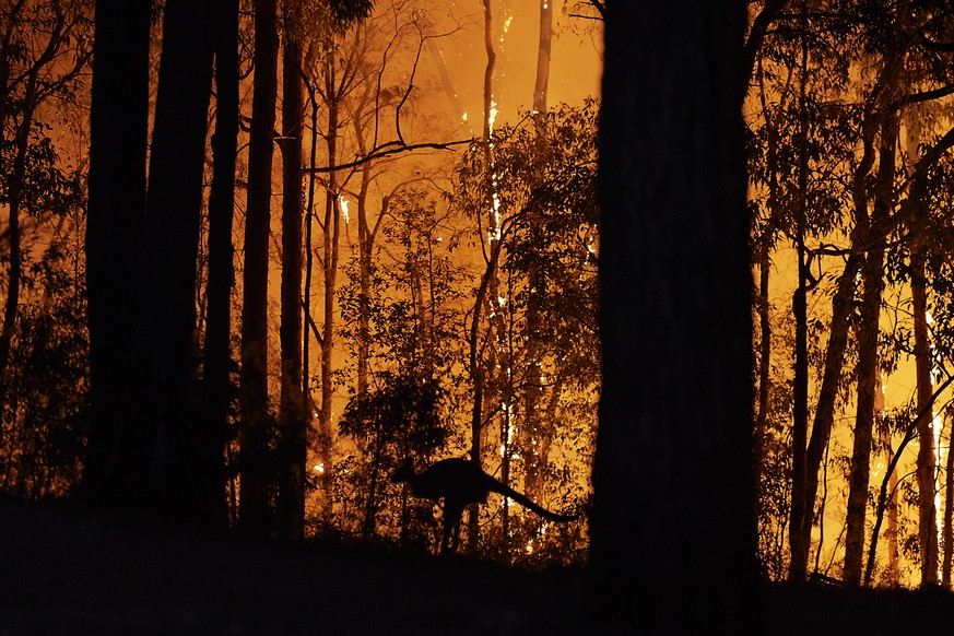 Ein Känguru flüchtet vor den Flammen in Australien.