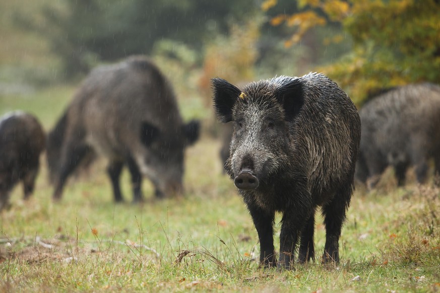 Die Wildschweine sind echte Schnüffler.