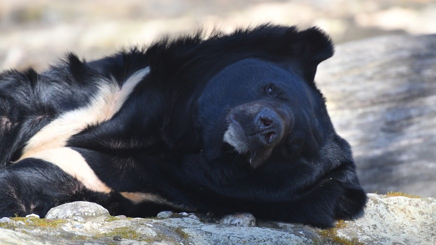 Kragenbären können 150 Kilo und schwerer werden. Dieses Tier ist ein Artgenosse des am Freitag erschossenen "Mike" aus dem Eifel-Zoo.