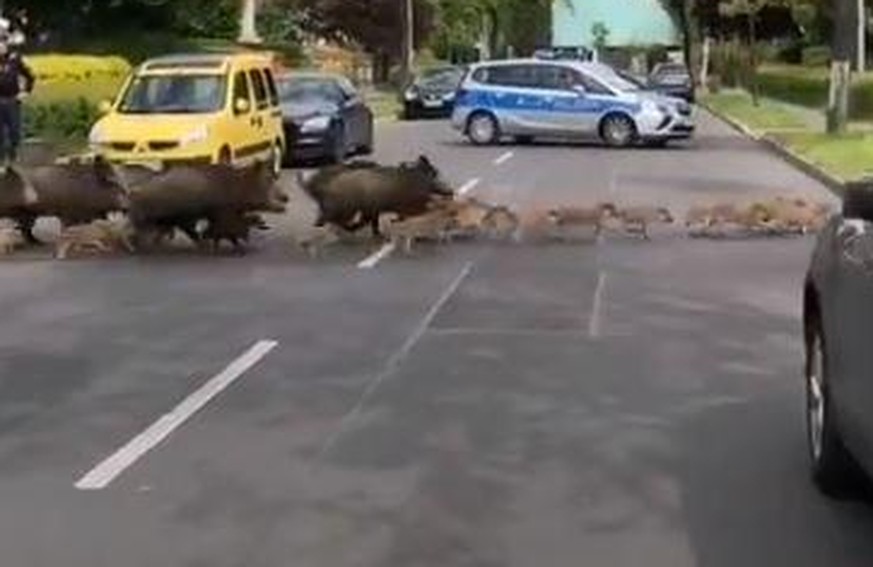 Jetzt aber schnell! Eine Rotte Wildschweine überquert die Mühlenstraße in Berlin-Lichterfelde unter Aufsicht der Polizei.