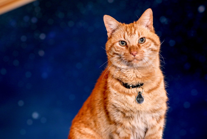 Reggie AKA Goose the Cat poses for a portrait for Captain Marvel in Beverly Hills, California , U.S. February 22, 2019. REUTERS/Kyle Grillot