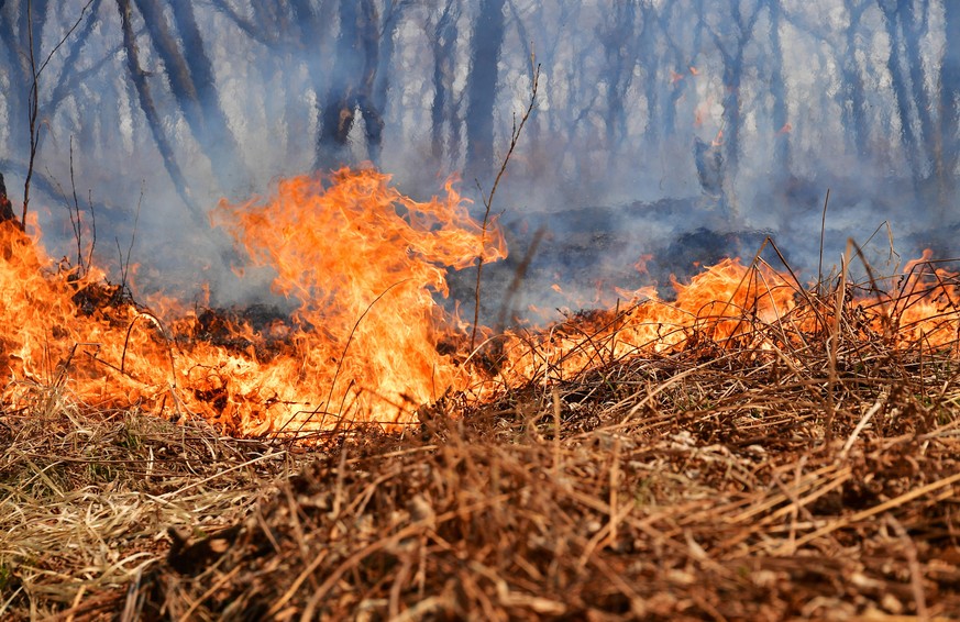 PRIMORYE TERRITORY, RUSSIA - APRIL 21, 2021: Wildfires rage near the village of Tavrichanka, 49km northwest of Vladivostok. The start of a fire season was declared in the region on April 15. For the l ...
