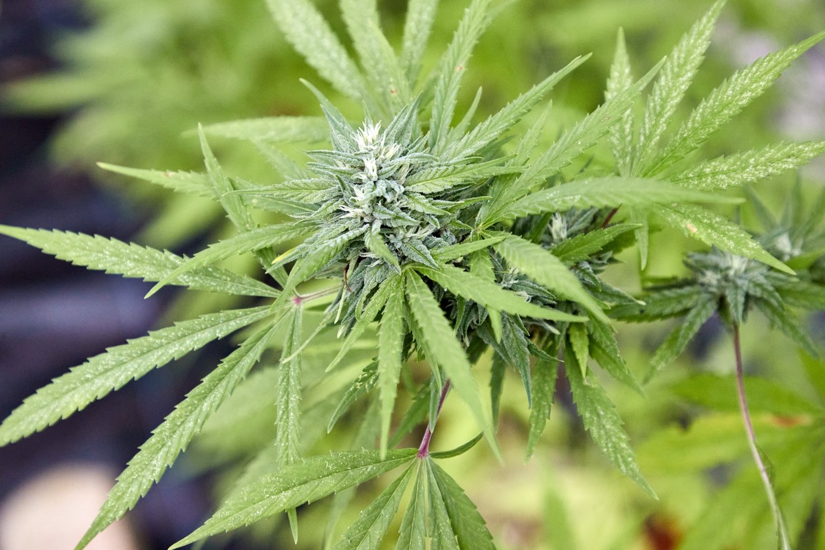 23.09.2023, Hamburg: Eine Cannabispflanze, aufgenommen beim Erntefest des Cannabis Social Club Hamburg in einem Gew�chshaus der G�rtnerei Jersbek. Mit Blick auf das von Bundesgesundheitsminister Laute ...
