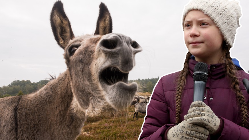 Donkey protects sheep herd from wolf in luneburg heather