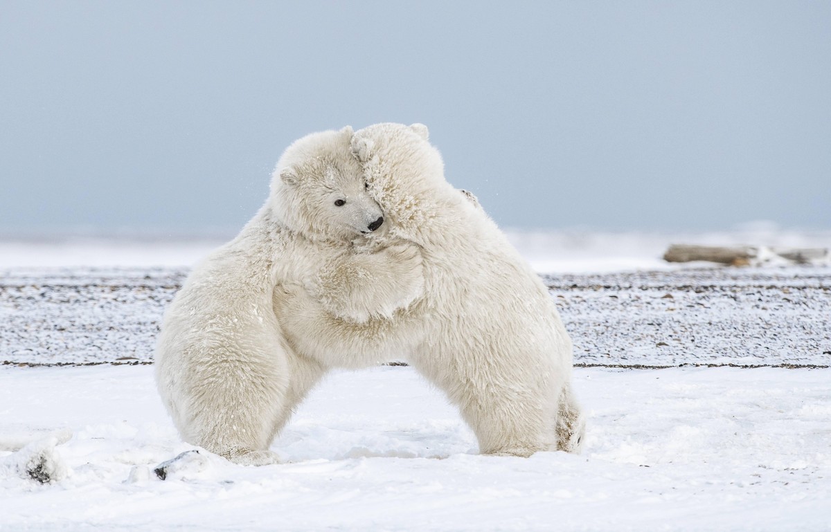 Polar Bear Cubs Hugging in the Arctic Kaktovik, AK, United States PUBLICATIONxINxGERxSUIxAUTxONLY CRHIEO200106C-270606-01