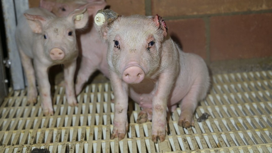 Diese Schweine sollen bei einem Zulieferer von Tönnies gefilmt worden sein.