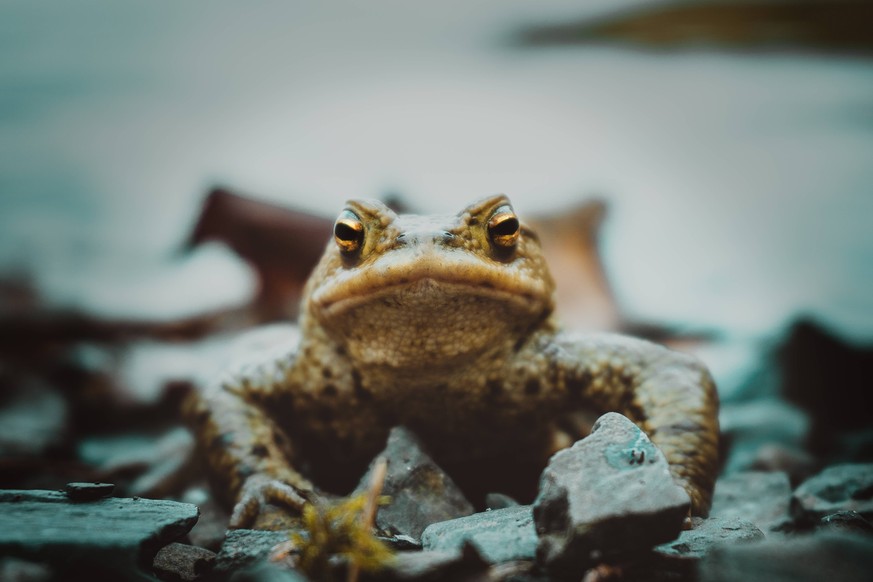 Close-up of frog looking into camera / creative PUBLICATIONxINxGERxSUIxAUTxONLY Copyright: TorstenRemptx/xPhotocase photocase_2021249