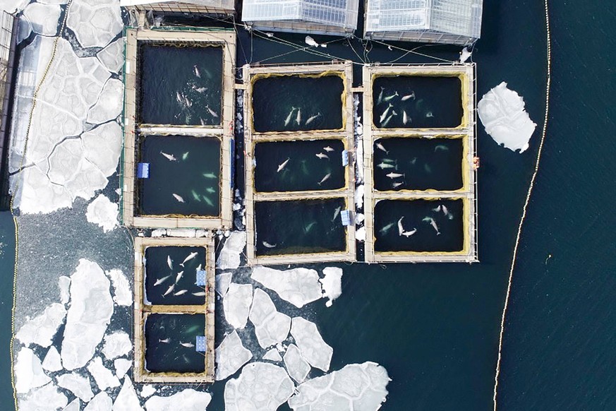 PRIMORYE TERRITORY, RUSSIA - MARCH 1, 2019: An aerial view of pools in the marine animals adaptation centre where illegally caught 11 orcas and 90 belugas that were to be sold to Chinese amusement par ...