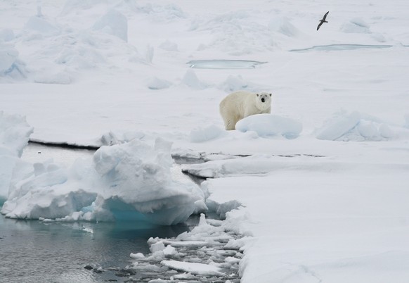 ARCHIVE - June 13, 2008, Norway, Spitsbergen: A polar bear stands on an ice floe.  For a long time, the polar bear was considered a kind of poster boy of the climate crisis.  However, climate change has long been on the doorstep ...