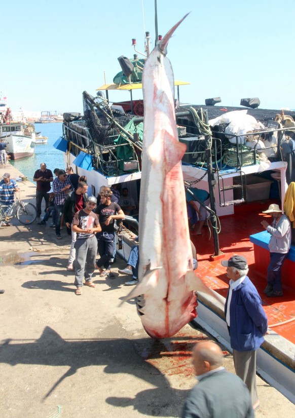 Fischer begutachten den mehr als 780 Kilogramm schweren Hai.
