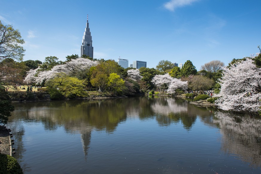 Cherry blossom in the Shinjuku-Gyoen Park, Tokyo, Japan, Asia PUBLICATIONxINxGERxSUIxAUTxONLY Copyright: MichaelxRunkel 816-4492

Cherry Blossom in The Shinjuku Gyoen Park Tokyo Japan Asia PUBLICATI ...