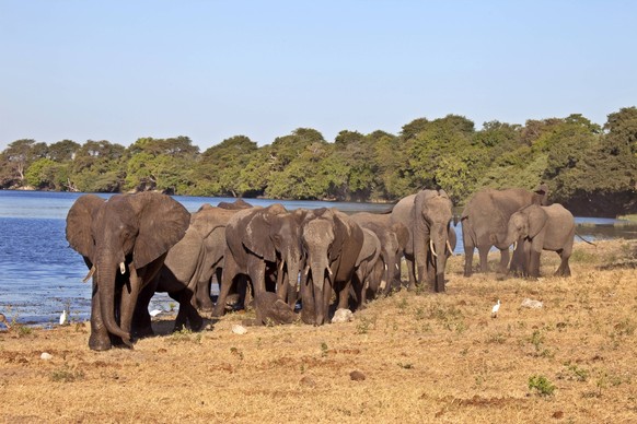 Elephants, loxodonta africana, Chobe National Park, Botswana, Africa PUBLICATIONxNOTxINxUSA Copyright: x xAllxCanadaxPhotosx 1990-64098