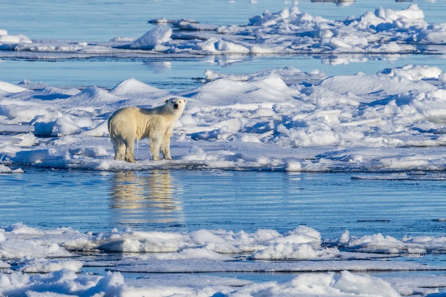 Eisbaer Ursus maritimus, auf Treibeis, Groenland polar bear Ursus maritimus, on drifting ice, Greenland BLWS536750 Copyright: xblickwinkel/AGAMI/V.xLegrandx