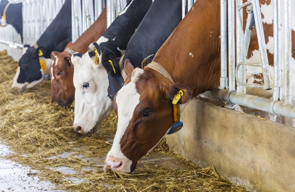 Sieger des Sächsischen Landeswettbewerbs für tiergerechte und umweltverträgliche Haltung Der vollautomatisierte Offenstall der MKH Agrar-Produkte-GmbH Wittichenau mit Tiefliegeboxen, großzügigen Sonde ...