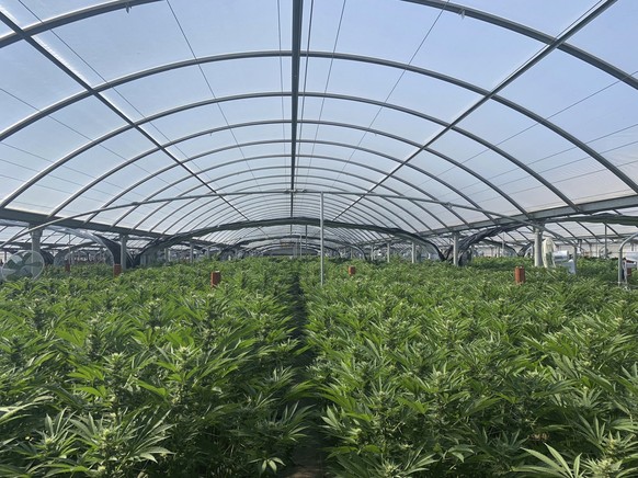 FILE - This photo released by the Riverside Police Department shows an illegal pot farm in Riverside, Calif., on April 18, 2019. California Attorney General Rob Bonta announced Tuesday, Oct. 11, 2022, ...