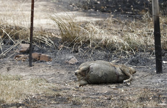 SA BUSHFIRES, ** EDS NOTE WARNING: GRAPHIC CONTENT ** Dead livestock in a burnt paddock at Woodside in Adelaide, Sunday, December 22, 2019. The Cuddle Creek fire swept through over 3000 hectares in th ...