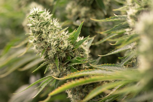 Cannabispflanzen wachsen in einem Blüteraum des Pharmaunternehmens Demecan. Die 2017 gegründete Firma ist eines von drei Unternehmen, denen das Bundesinstitut für Arzneimittel und Medizinprodukte den ...