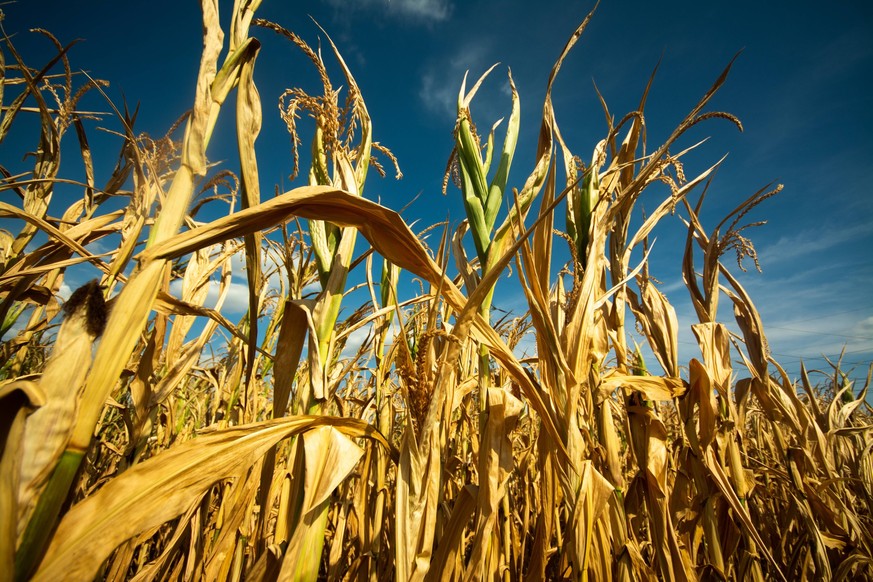 Corn Harvest Amid Drought Season a field of corn on a farm in wesseling, Germany on August 30, 2022 and as the drought is costing yields Wesseling Germany PUBLICATIONxNOTxINxFRA Copyright: xYingxTangx ...