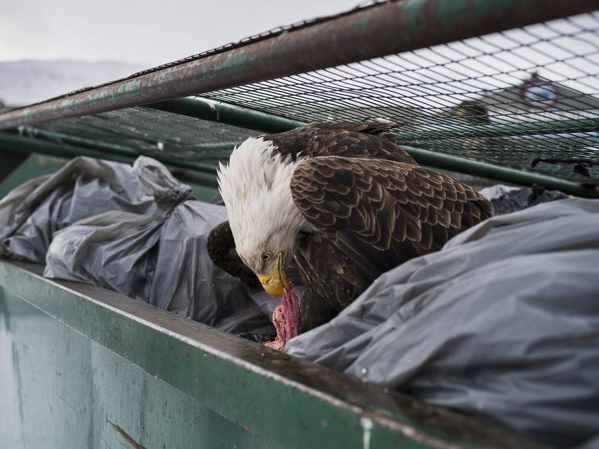 Ein Weisskopf-Seeadler schlemmt am 14. Februar 
2017 Fleischreste in den Mülltonnen eines Supermarktes in Dutch Harbor, 
Alaska, USA.
