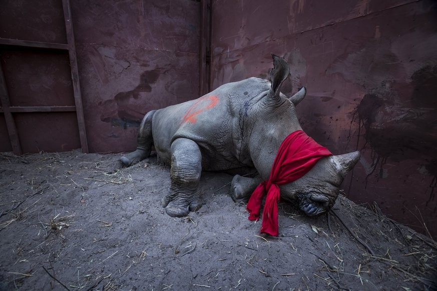 Ein betäubtes Nashorn mit verbundenen Augen wartet nach einer langen Reise aus Südafrika auf seine Auswilderung in Botswana.