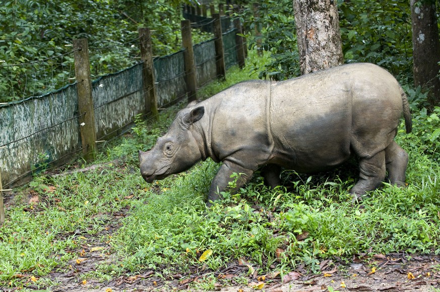 Sumatran Rhinoceros Dicerorhinus sumatrensis. Way Kambas National Park - Lampung Province - southern Sumatra - Indonesia. critically endangered / threatened species - fewer than 200 left captive - Sum ...