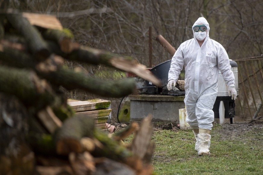 04.02.2021, Tschechien, Ronov Nad Doubravou: Ein Tierarzt nimmt, nach dem Auftreten der Vogelgrippe, die Untersuchungen auf einer kleinen Farm in der Region Chrudim auf. Foto: David Tane