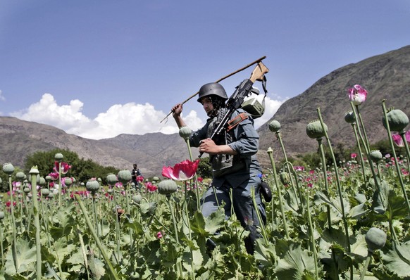 FILE - An armed Afghan policemen destroys an opium poppy field in Noorgal, Kunar province, east of Kabul, Afghanistan on April 13, 2013. Afghanistan is the world’s fastest-growing maker of methampheta ...